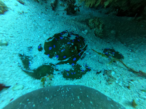 Buccaneer Diving-帕杰必去景点