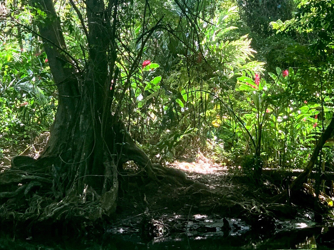 Indian River-多米尼克必去景点