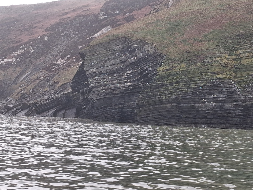 Dolphin Spotting Boat Trips (by New Quay Boat Trips)-纽基必去景点