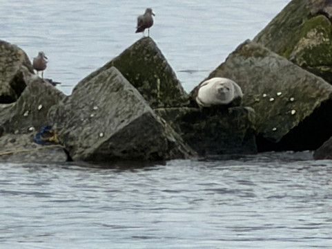 Cape Water Tours-刘易斯必去景点