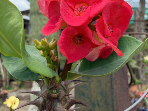 Binh Thuy Ancient House-芹苴必去景点