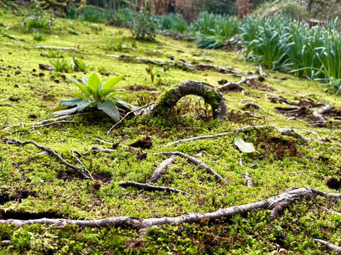 Greba Secret Gardens Greyabbey-Greyabbey必去景点