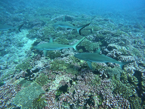 TOPDIVE Fakarava-Fakarava必去景点