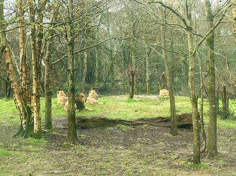 Fota Wildlife Park-Carrigtwohill必去景点