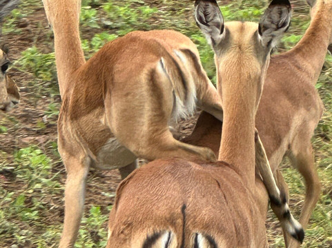 Safari Specialists-马翁必去景点