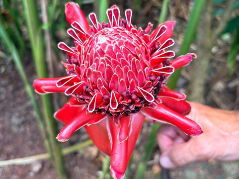 Annandale Falls-St. George's必去景点