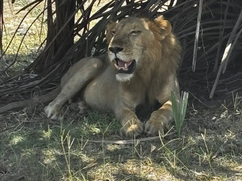 Shadows of Africa-阿鲁沙必去景点