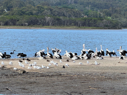 Lake Curalo Boardwalk-伊登港必去景点