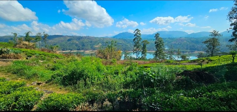 茶花山-度假村/酒店
