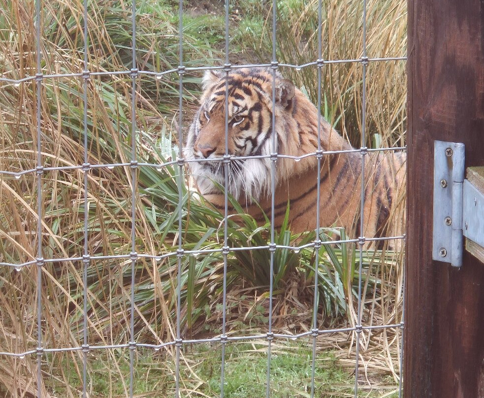 Lincoln Zoo-Newball必去景点