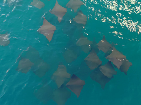 El Gitano del Mar-埃尔波韦尼尔必去景点