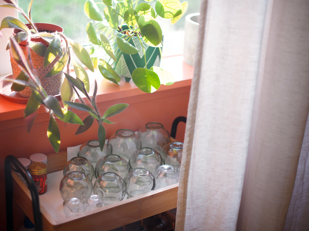 Olive Tree Therapies-爱丁堡必去景点