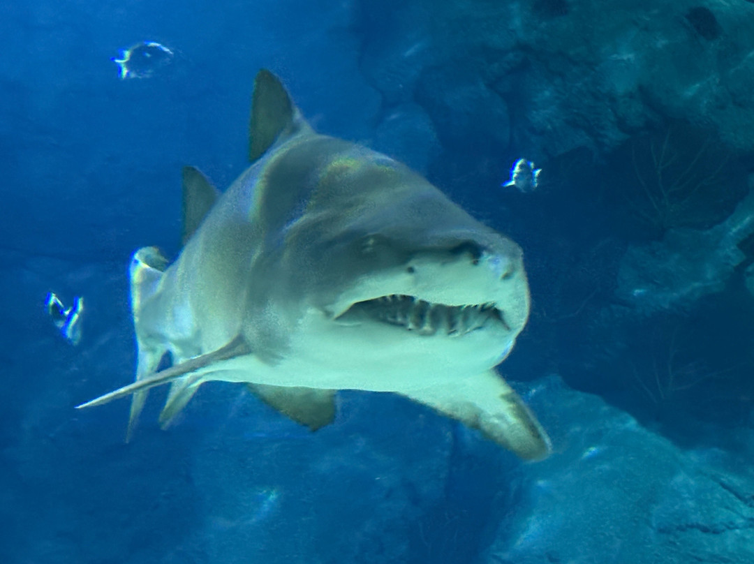 Odysseo Oceanarium Mauritius-路易士港必去景点