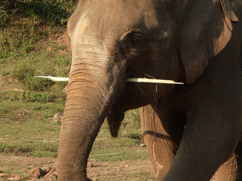 Elephant Peace Project-清莱必去景点