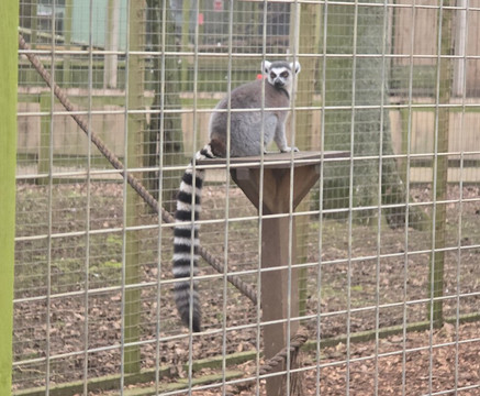 Bridlington Animal Park-布里德灵顿必去景点