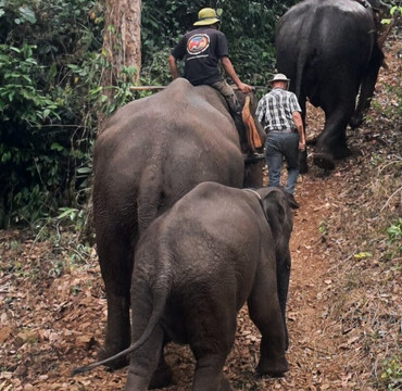 Airavata Elephant Foundation-邦隆必去景点