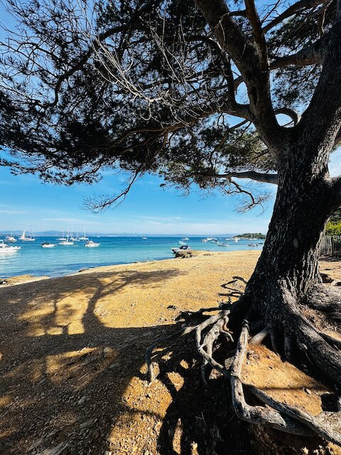 Plage de la Courtade-Porquerolles Island必去景点