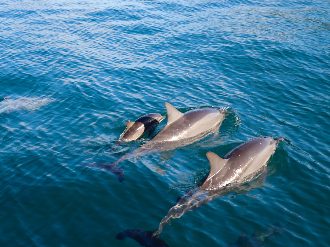Vitamin Sea Mauritius-黑河必去景点