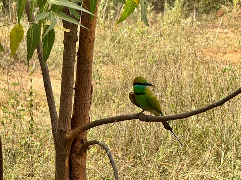 Udawalawe Safari Jeep With Guides-乌达瓦拉维国家公园必去景点
