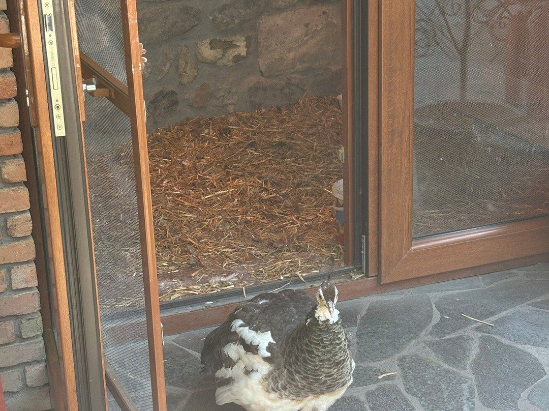 Old Town Sheki主图