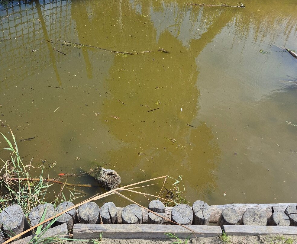 Monumento Naturale Palude di Torre Flavia-拉迪斯波利必去景点