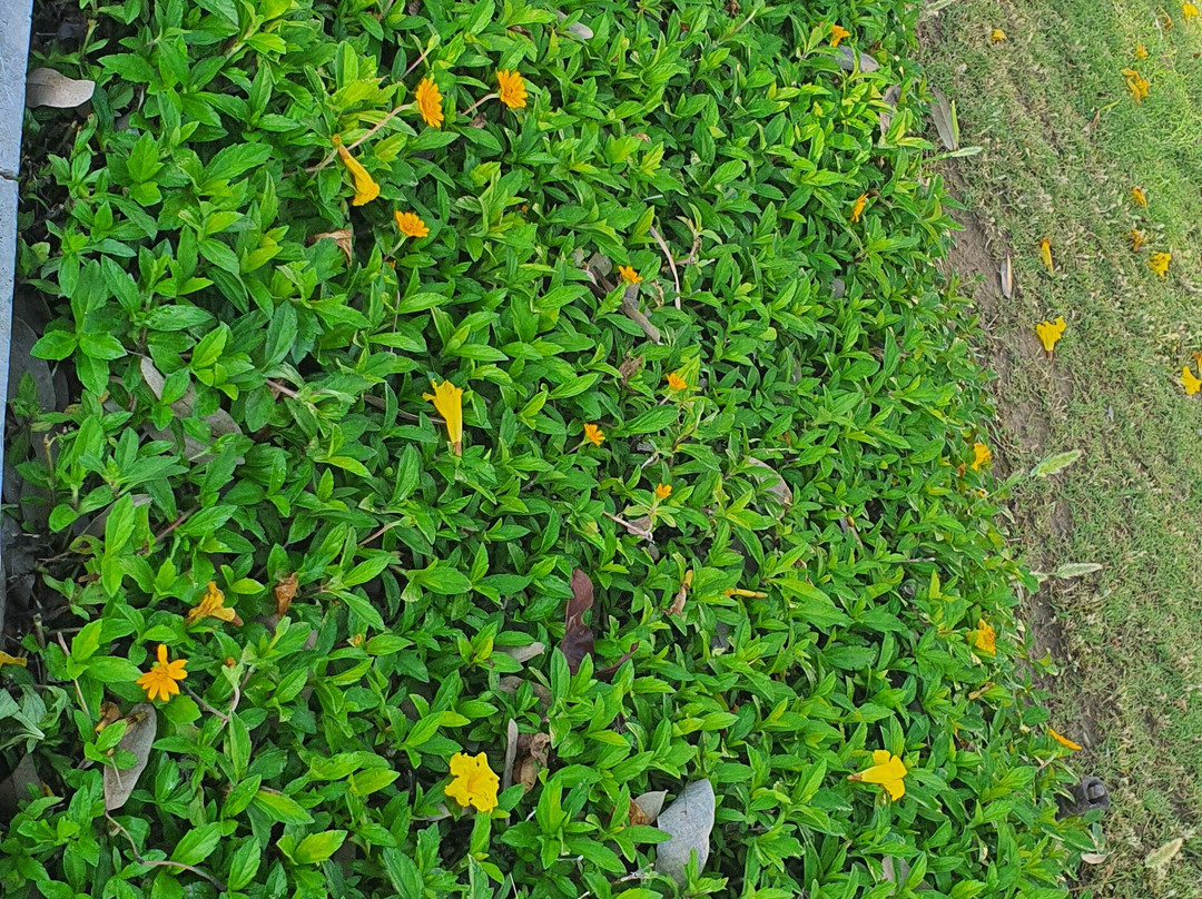 新昌迪加尔欧贝罗伊沙可维拉斯 SPA 度假村主图