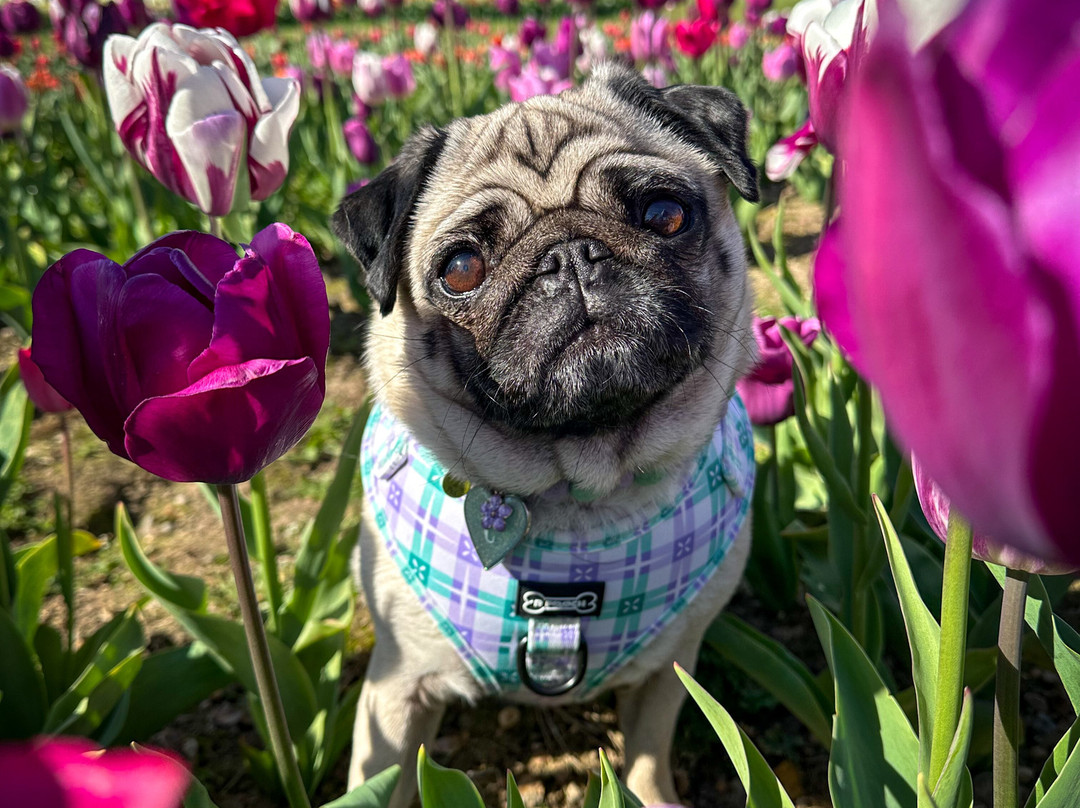 Tulleys Tulip Fields - Hertfordshire-圣奥尔本斯必去景点
