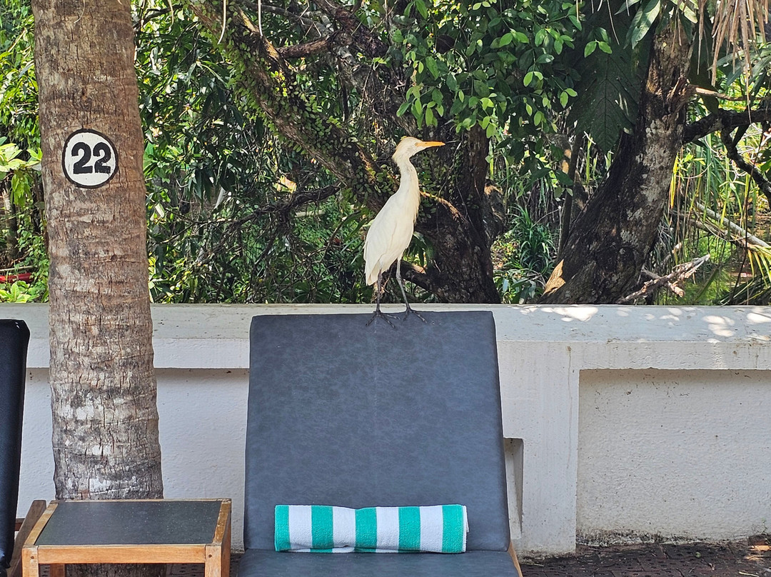 玛雅丽海滩 - 席格地球主图