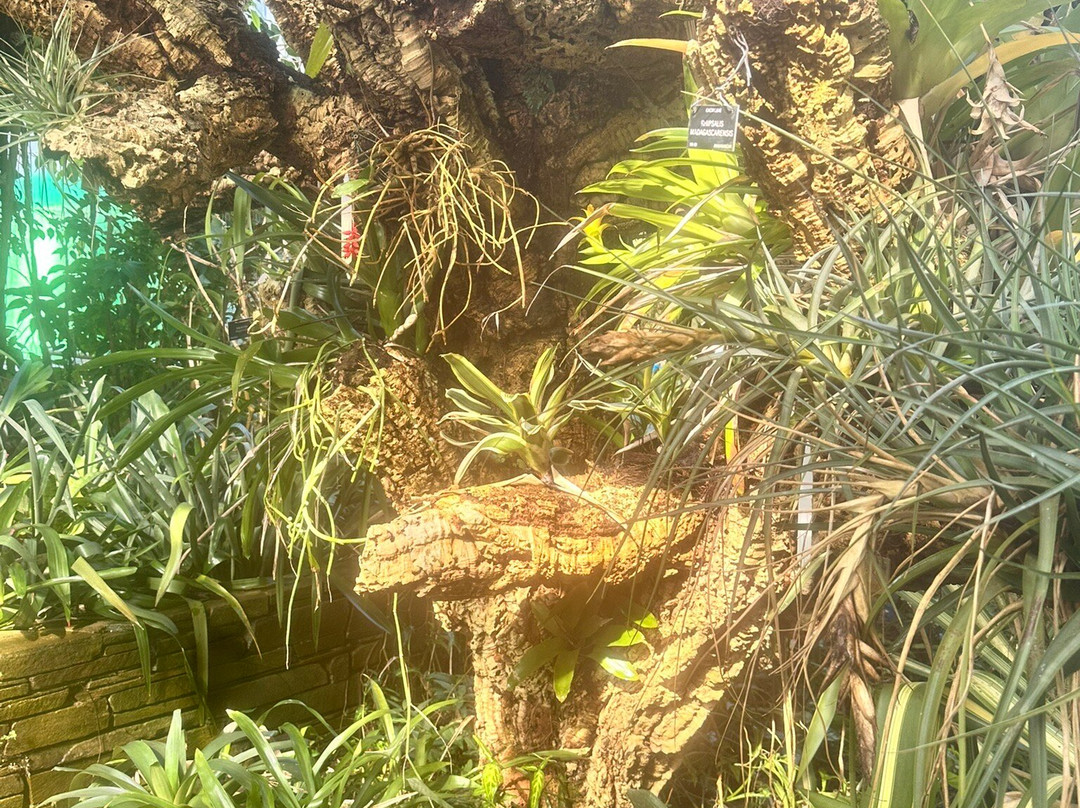 Dundee Botanic Garden-敦提必去景点