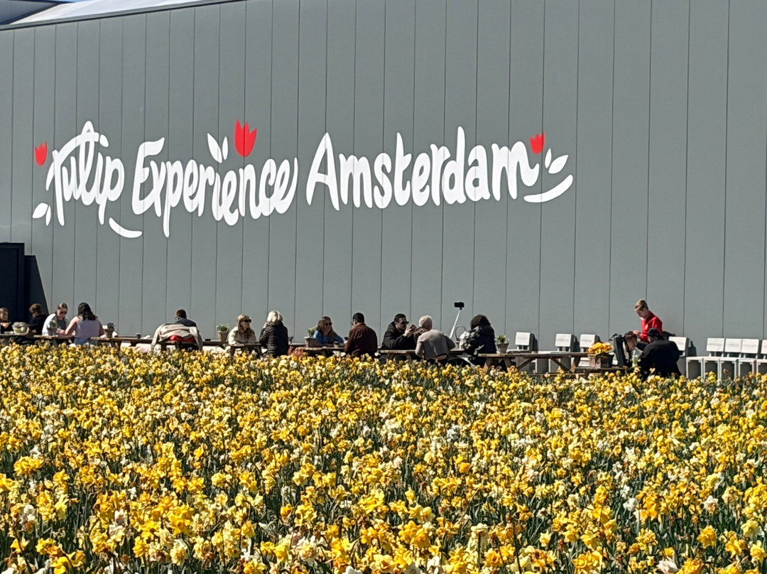 Tulip Experience Amsterdam-诺德韦克豪特必去景点