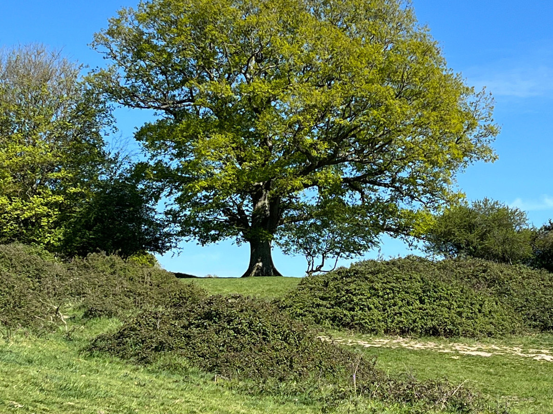 Knepp Wildland Safaris-霍舍姆必去景点
