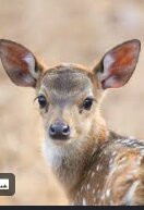 Ranthambore National Park-Ranthambore National Park必去景点