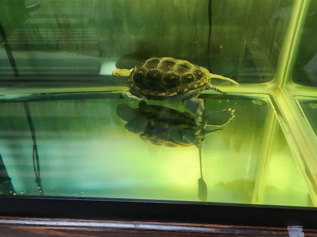 Forgotten Coast Sea Turtle Center-Port Saint Joe必去景点
