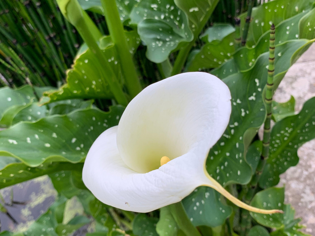 Great Dixter House & Gardens-Northiam必去景点