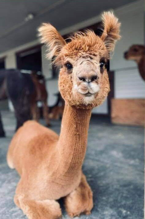 Northern Solstice Alpaca Farm-Unity必去景点