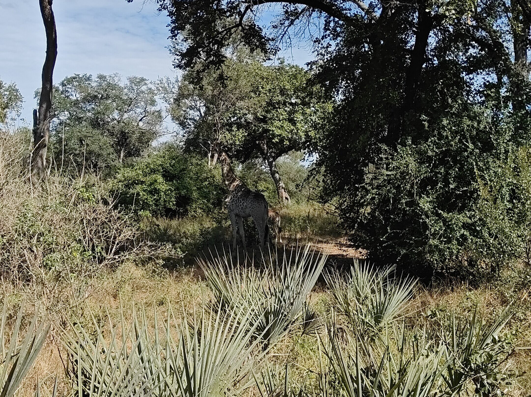 Lwizi Eco Safaris And Adventure Tours-李文斯顿必去景点