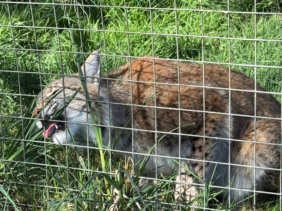 Highland Wildlife Park-Kincraig必去景点