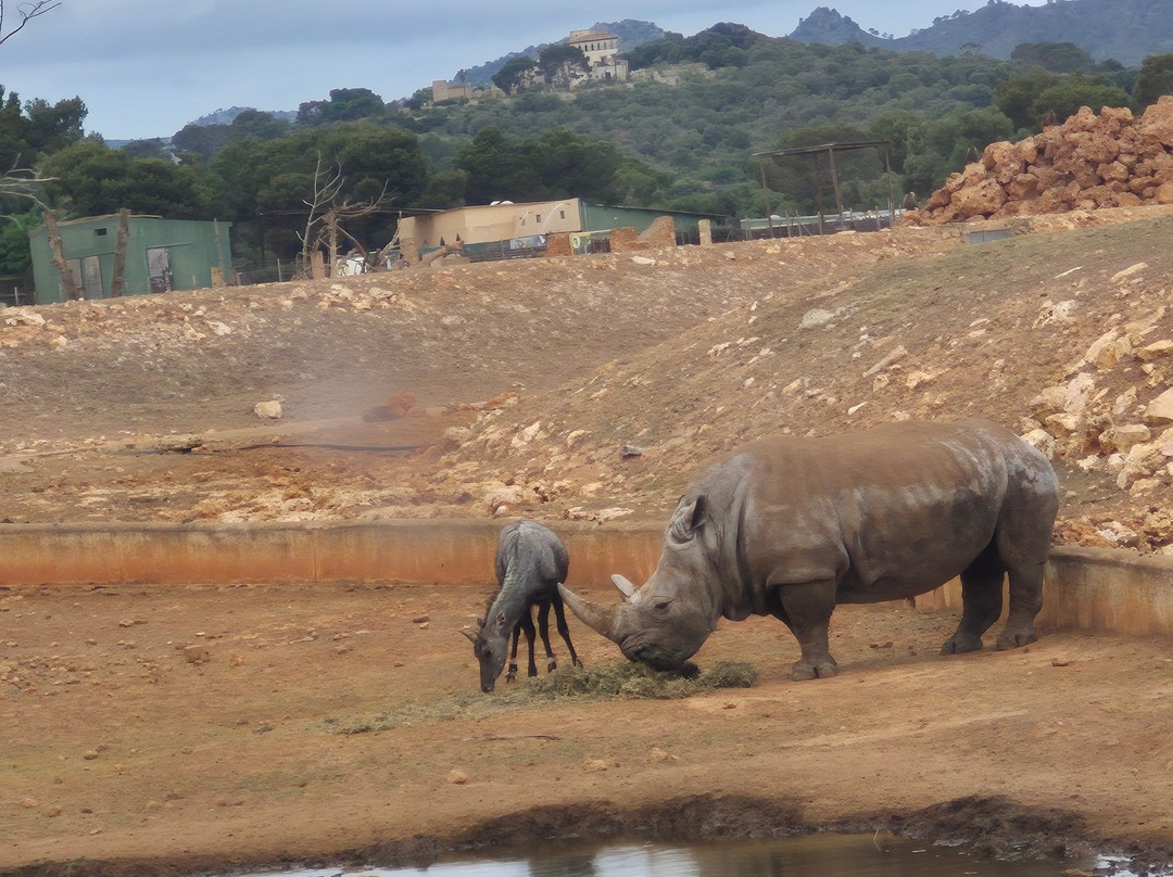 Safari Zoo Mallorca-萨可马必去景点