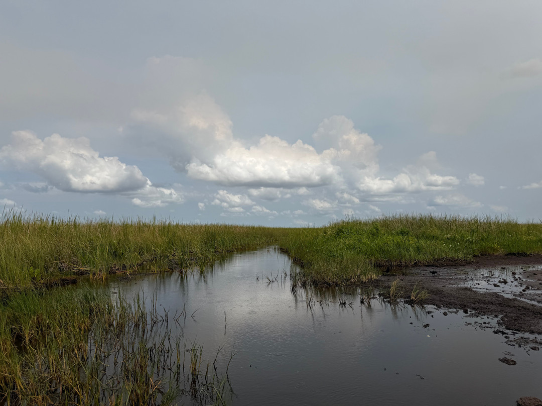 Everglades Swamp Tours-Everglades Wildlife Management Area必去景点
