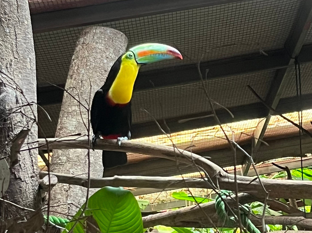 Jaguar Rescue Center-旧港必去景点