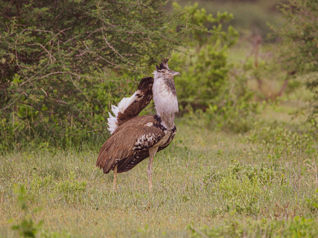 Regal African Safaris-Usa River必去景点