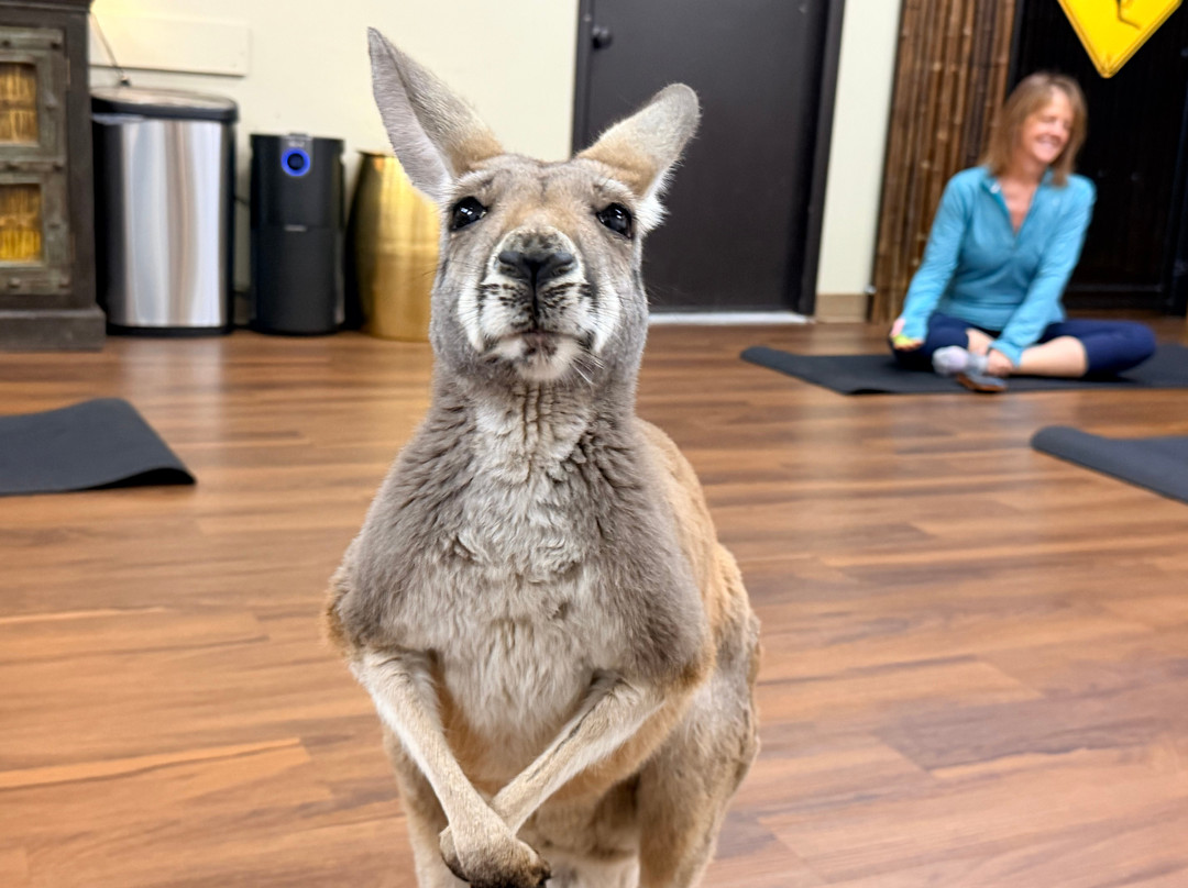 Kangaroo Ranch