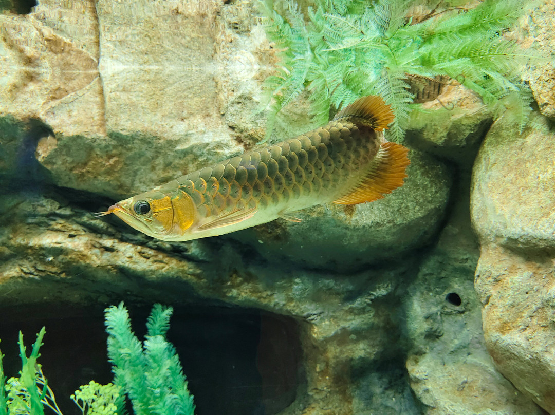 Angkor Wildlife & Aquarium-暹粒必去景点