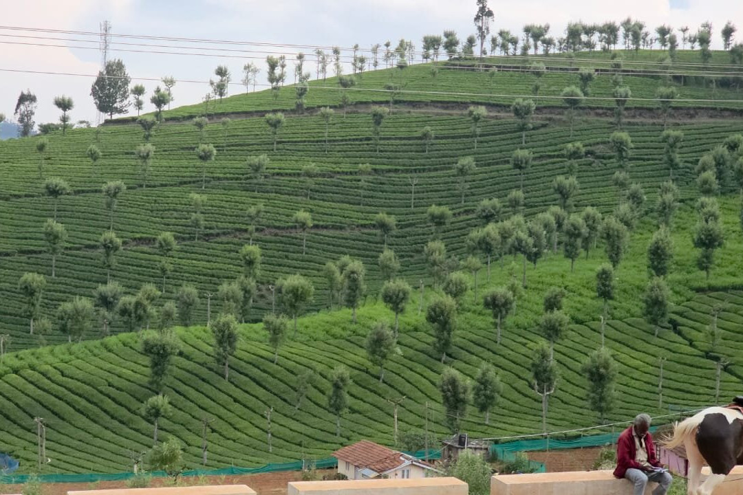 Mango Hill Shola Ooty主图