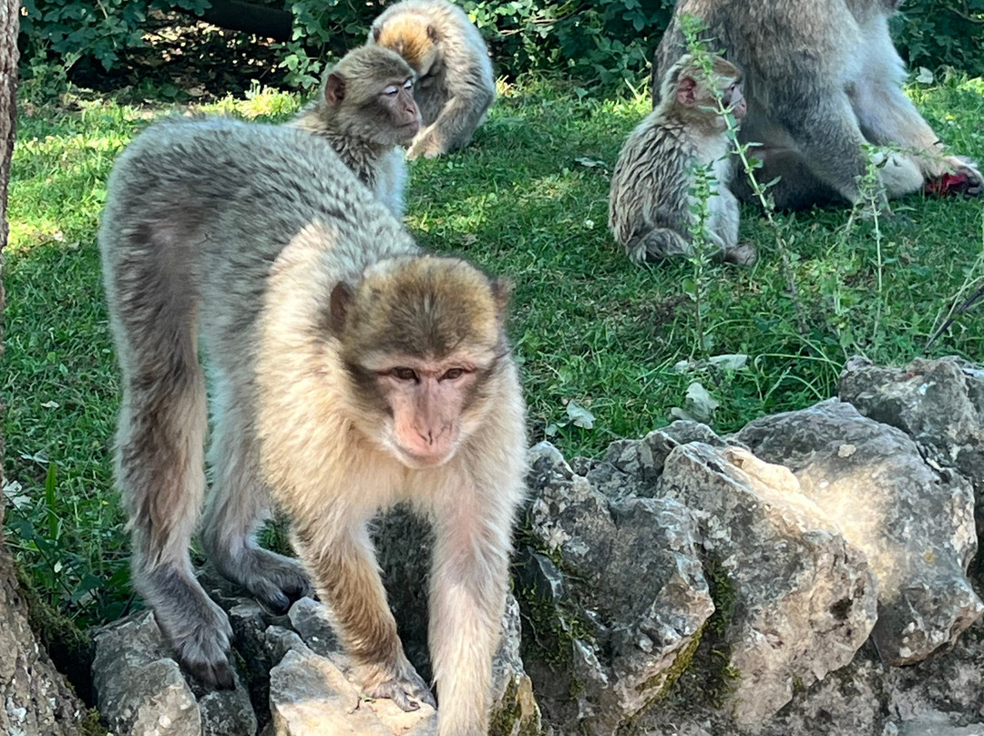 La Foret des Singes-罗卡马杜尔必去景点