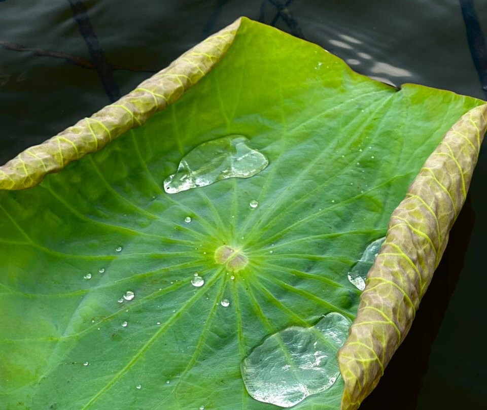 ''Kayak adventure in Rekawa Lagoon''-Rekawa必去景点