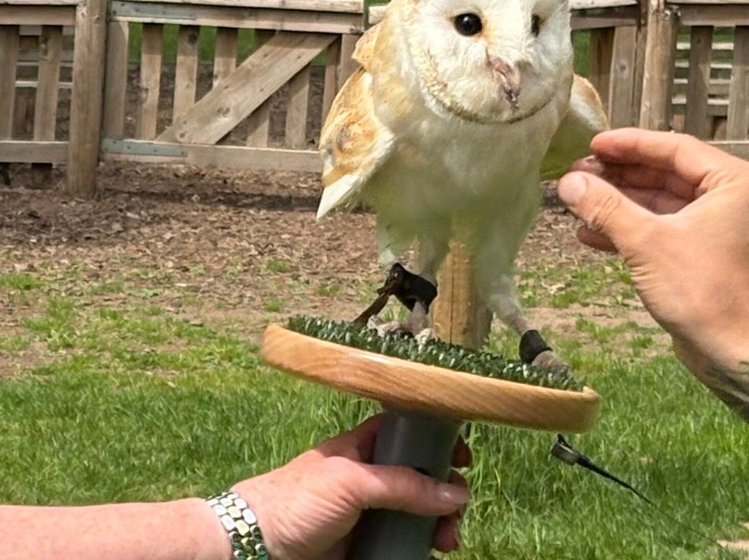 Mercer Falconry Raptor Park-Farnsfield必去景点
