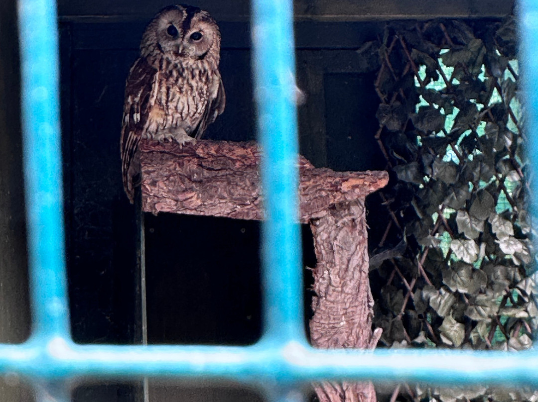 The Owls Trust-兰迪德诺必去景点