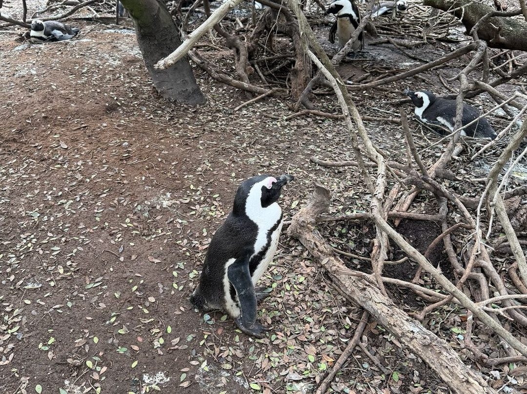 Boulders Beach Penguin Colony-西门镇必去景点