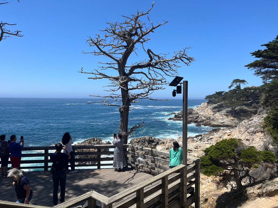 Lone Cypress-圆石滩必去景点